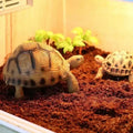 Turtle Reptile Pet Bedding