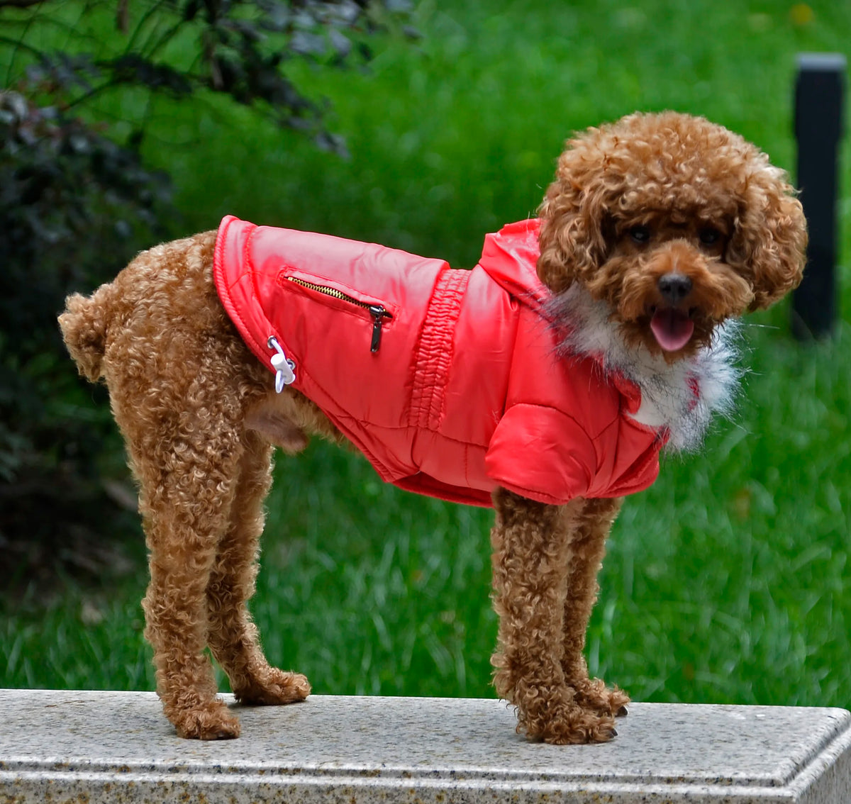 Winter Dog Clothes Warm Hooded Puppy Dog Cat Coat Jackets for Small Dogs Pet Down Parkas Chihuahua Pug French Bulldog Clothing