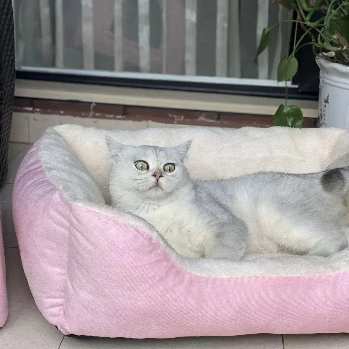 Bed for Cats Pet Products Cushions Kitten Winter Accessories Dog All Houses Supplies Things Accessory Habitats Basket House Beds